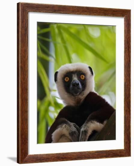 Coquerel's Sifaka, Perinet Reserve, Toamasina, Madagascar-Keren Su-Framed Photographic Print