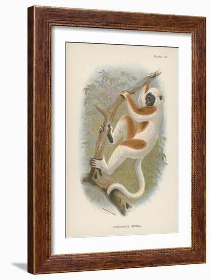 Coquerel's Sifaka-null-Framed Giclee Print