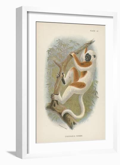 Coquerel's Sifaka-null-Framed Giclee Print