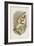 Coquerel's Sifaka-null-Framed Giclee Print