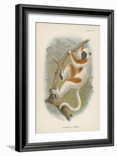 Coquerel's Sifaka-null-Framed Giclee Print