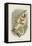 Coquerel's Sifaka-null-Framed Premier Image Canvas