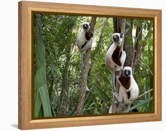 Coquerel's Sifakas, (Propithecus Coquereli), Madagascar-Andres Morya Hinojosa-Framed Premier Image Canvas