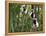 Coquerel's Sifakas, (Propithecus Coquereli), Madagascar-Andres Morya Hinojosa-Framed Premier Image Canvas