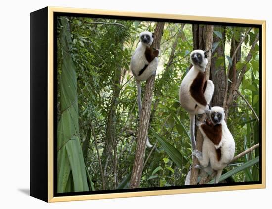 Coquerel's Sifakas, (Propithecus Coquereli), Madagascar-Andres Morya Hinojosa-Framed Premier Image Canvas