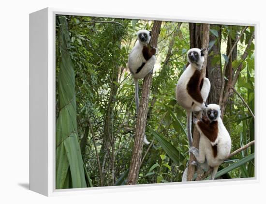 Coquerel's Sifakas, (Propithecus Coquereli), Madagascar-Andres Morya Hinojosa-Framed Premier Image Canvas