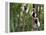 Coquerel's Sifakas, (Propithecus Coquereli), Madagascar-Andres Morya Hinojosa-Framed Premier Image Canvas