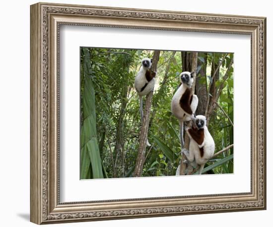 Coquerel's Sifakas, (Propithecus Coquereli), Madagascar-Andres Morya Hinojosa-Framed Photographic Print