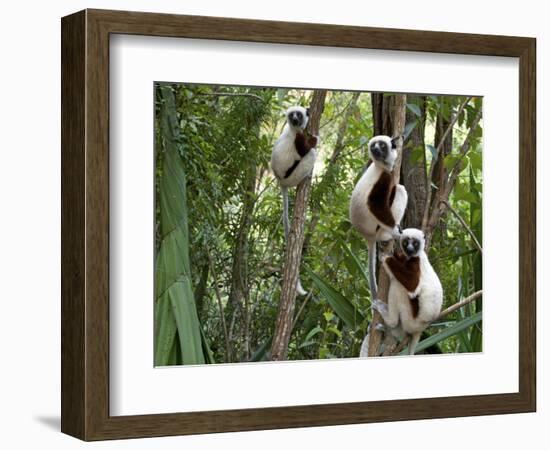 Coquerel's Sifakas, (Propithecus Coquereli), Madagascar-Andres Morya Hinojosa-Framed Photographic Print