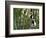 Coquerel's Sifakas, (Propithecus Coquereli), Madagascar-Andres Morya Hinojosa-Framed Photographic Print