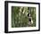 Coquerel's Sifakas, (Propithecus Coquereli), Madagascar-Andres Morya Hinojosa-Framed Photographic Print