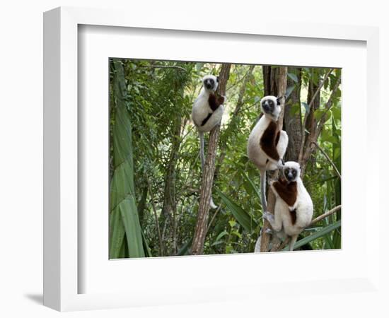 Coquerel's Sifakas, (Propithecus Coquereli), Madagascar-Andres Morya Hinojosa-Framed Photographic Print