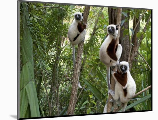 Coquerel's Sifakas, (Propithecus Coquereli), Madagascar-Andres Morya Hinojosa-Mounted Photographic Print