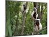 Coquerel's Sifakas, (Propithecus Coquereli), Madagascar-Andres Morya Hinojosa-Mounted Photographic Print