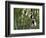 Coquerel's Sifakas, (Propithecus Coquereli), Madagascar-Andres Morya Hinojosa-Framed Photographic Print