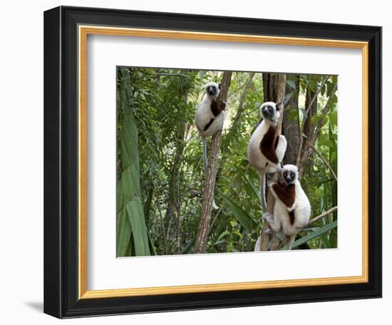 Coquerel's Sifakas, (Propithecus Coquereli), Madagascar-Andres Morya Hinojosa-Framed Photographic Print