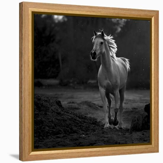 Coquetry-Abdullah Al-Saeed-Framed Premier Image Canvas