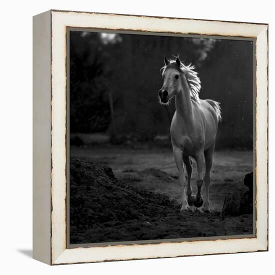 Coquetry-Abdullah Al-Saeed-Framed Premier Image Canvas