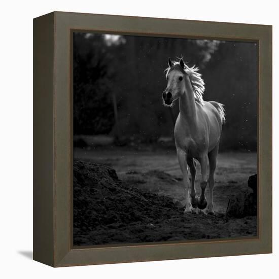 Coquetry-Abdullah Al-Saeed-Framed Premier Image Canvas