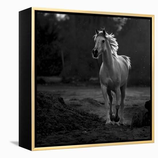 Coquetry-Abdullah Al-Saeed-Framed Premier Image Canvas