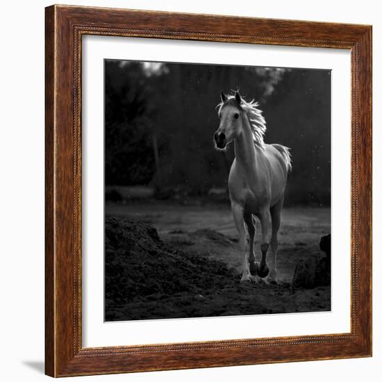 Coquetry-Abdullah Al-Saeed-Framed Photographic Print