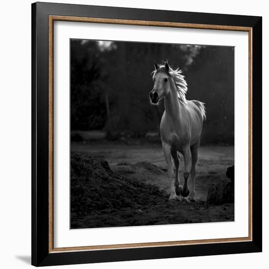 Coquetry-Abdullah Al-Saeed-Framed Photographic Print