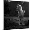 Coquetry-Abdullah Al-Saeed-Mounted Photographic Print
