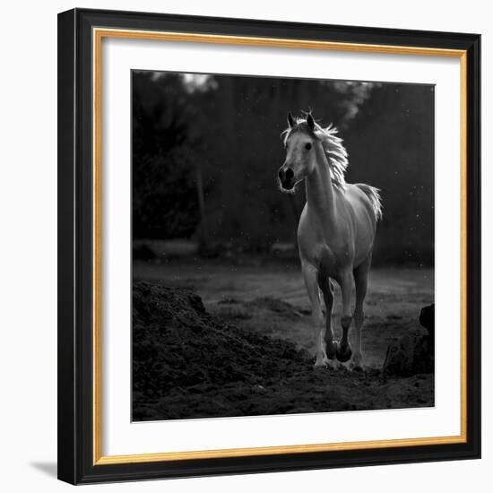 Coquetry-Abdullah Al-Saeed-Framed Photographic Print