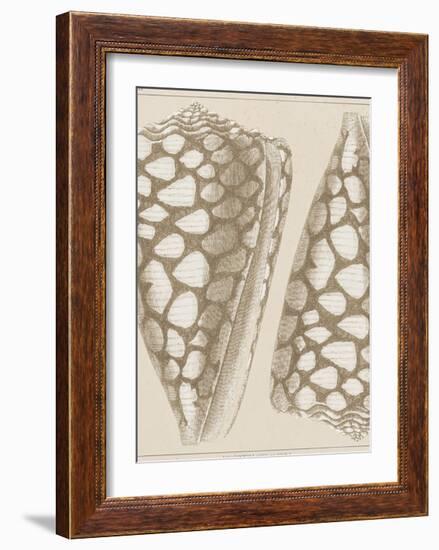 Coquillages I-Maria Mendez-Framed Giclee Print