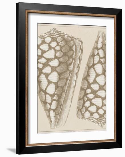 Coquillages I-Maria Mendez-Framed Giclee Print