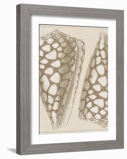 Coquillages I-Maria Mendez-Framed Giclee Print