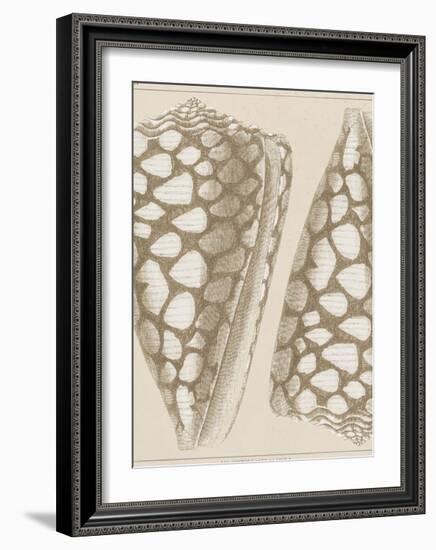 Coquillages I-Maria Mendez-Framed Giclee Print