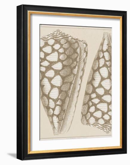 Coquillages I-Maria Mendez-Framed Giclee Print