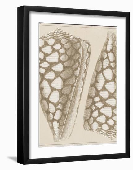 Coquillages I-Maria Mendez-Framed Giclee Print