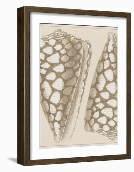 Coquillages I-Maria Mendez-Framed Giclee Print