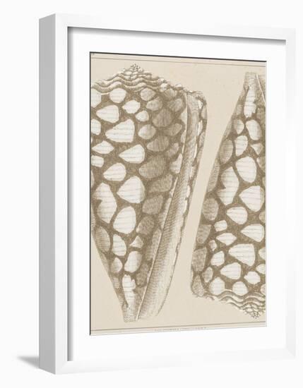 Coquillages I-Maria Mendez-Framed Giclee Print