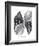 Coquillages Noir II-Maria Mendez-Framed Giclee Print