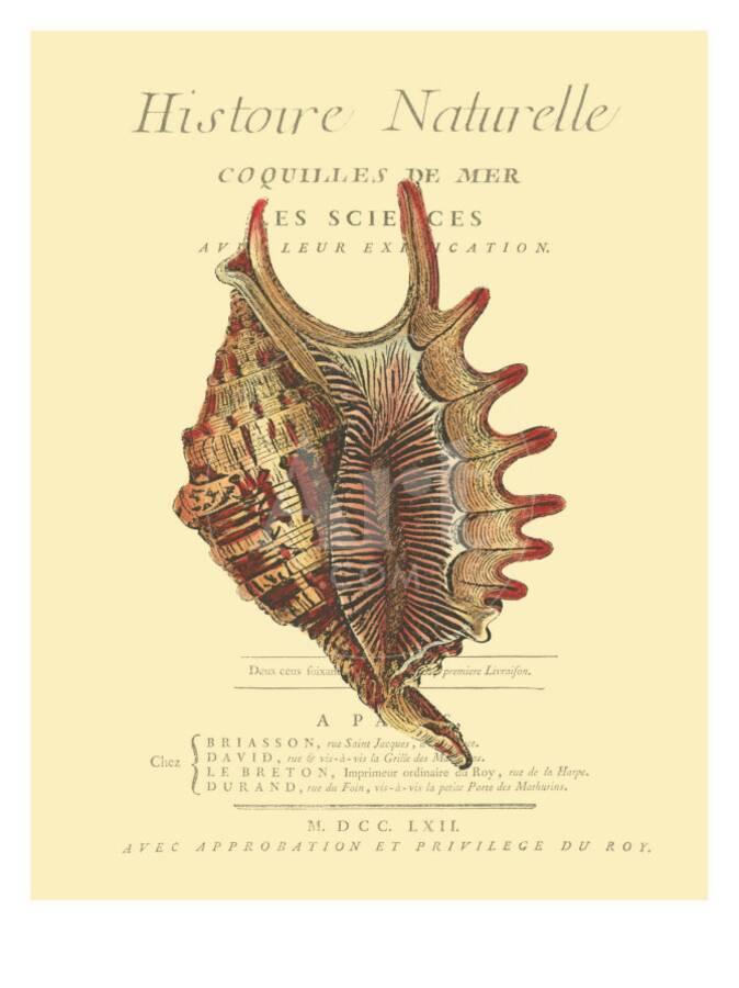 Coquilles De Mer Iii Art Print By Vision Studio Artcom