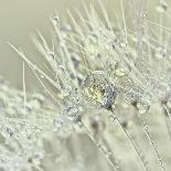 Dewy Dandelion-Cora Niele-Photographic Print