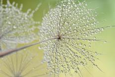 Dewy Dandelion-Cora Niele-Photographic Print