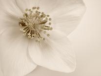 Spring Apple Blossom-Cora Niele-Photographic Print