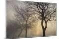 Photographic Print