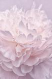 Pink Peony Petals I-Cora Niele-Photographic Print