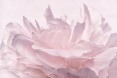 Pink Peony Petals VI-Cora Niele-Photographic Print