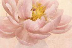 White Tulip II-Cora Niele-Photographic Print