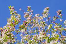 Spring Apple Blossom-Cora Niele-Photographic Print