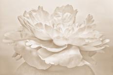 Pure White Rose-Cora Niele-Photographic Print