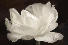 Pure White Rose-Cora Niele-Photographic Print