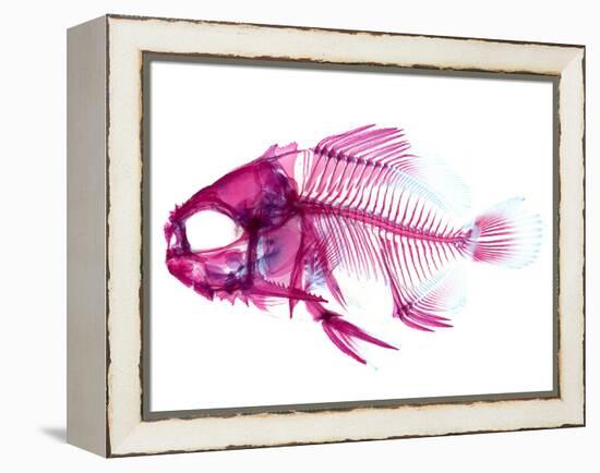 Coradion Fish-null-Framed Premier Image Canvas