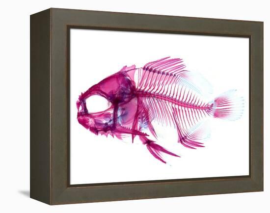 Coradion Fish-null-Framed Premier Image Canvas